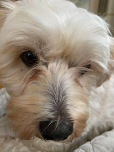 Lux kommer I nok til at høre. Hun er en lidt nervøs og gøende meget sød og kærlig hund.